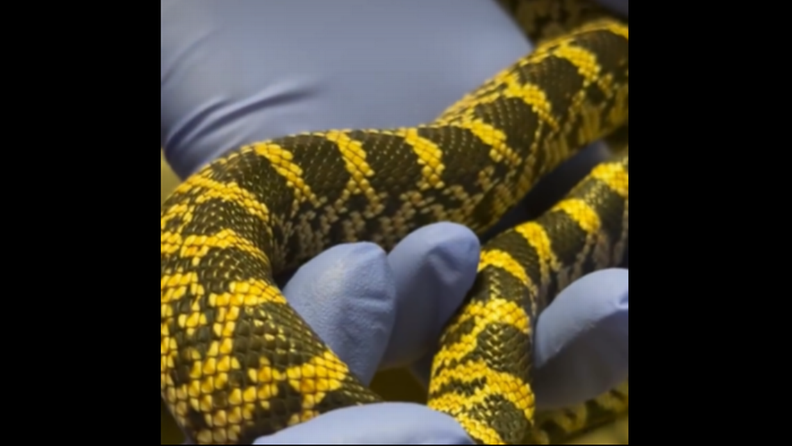 ‘Rarest snake’ in the US hatches at Tennessee zoo — and there are 113 eggs left