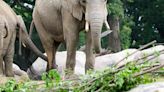 Zoo preparing for ‘baby boom’ announces fifth elephant pregnancy