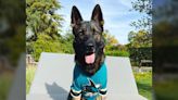 Win or lose, Sharks embrace special bond with man's best friend