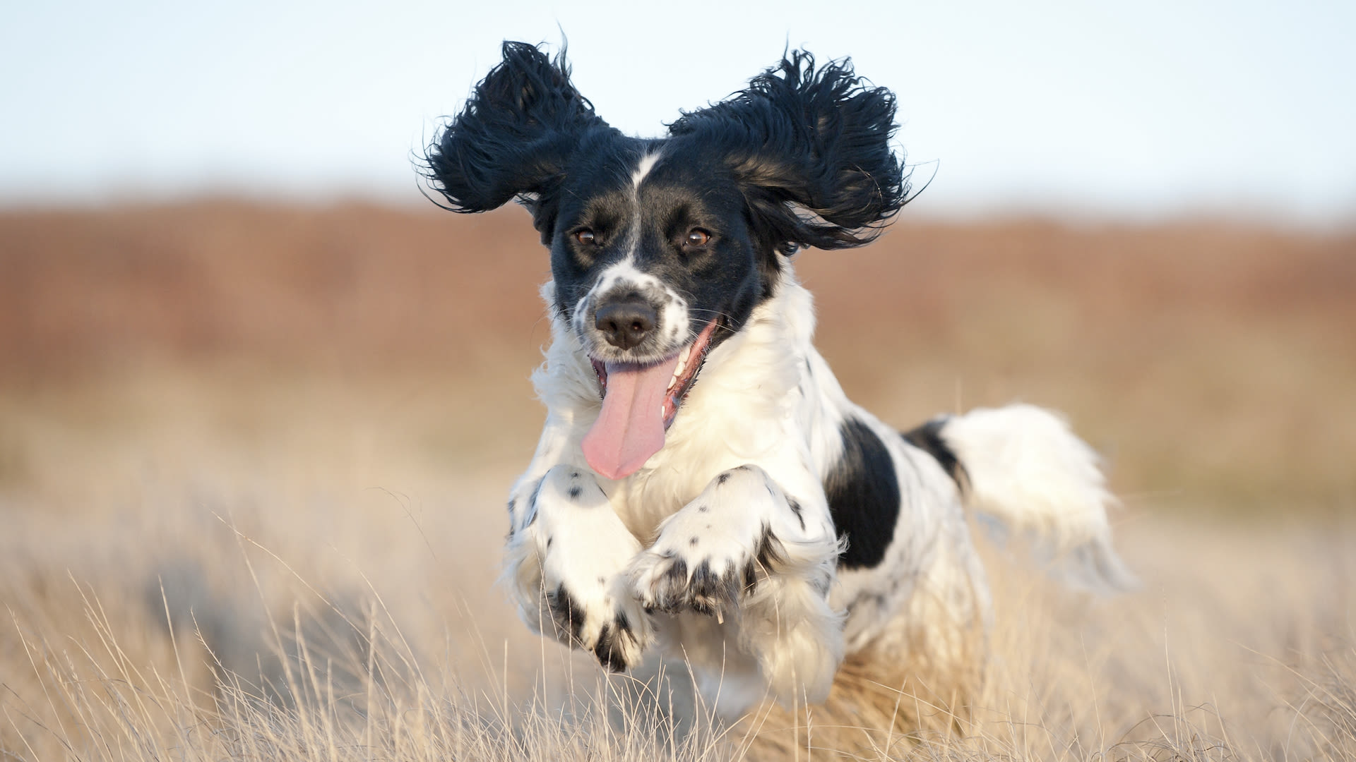 32 things to know about English Springer Spaniels