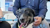 This Shepherd-Husky mix is our Pet of the Week - East Idaho News