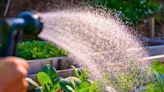 Gardener shares simple watering trick that will keep slugs out of your garden this summer