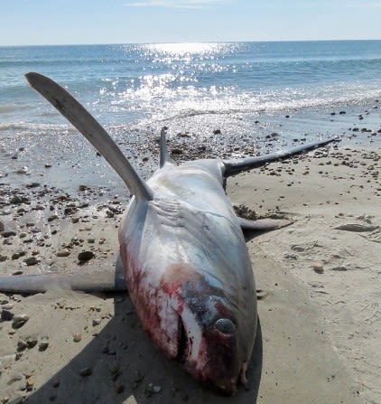 Shark washes up dead on Massachusetts beach; white shark spotted 5 yards off Cape Cod shore