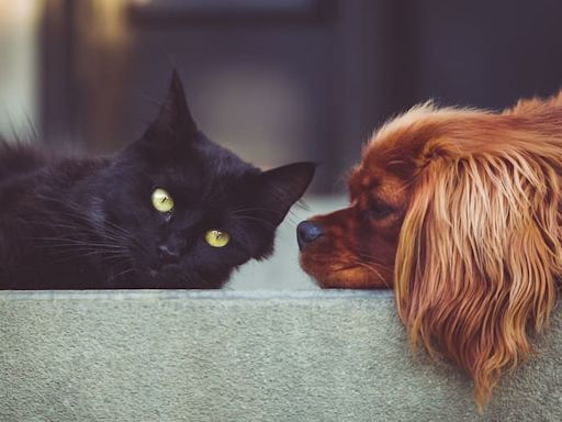 Advierten que la ola de calor extremo en Texas podría matar a las mascotas: cómo protegerlas