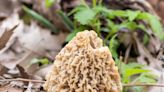 Location, location location: Why real estate's golden rule also applies to morel mushrooms