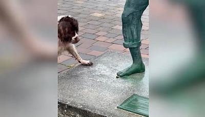 PJ the springer spaniel tries to play fetch with statue of Richard Harris