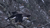 You will appreciate the power and grace this eagle demonstrates