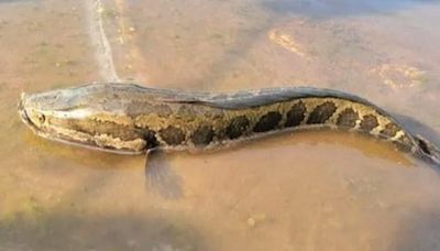 Massive snake-headed fish are invading rivers – and they can slither onto land