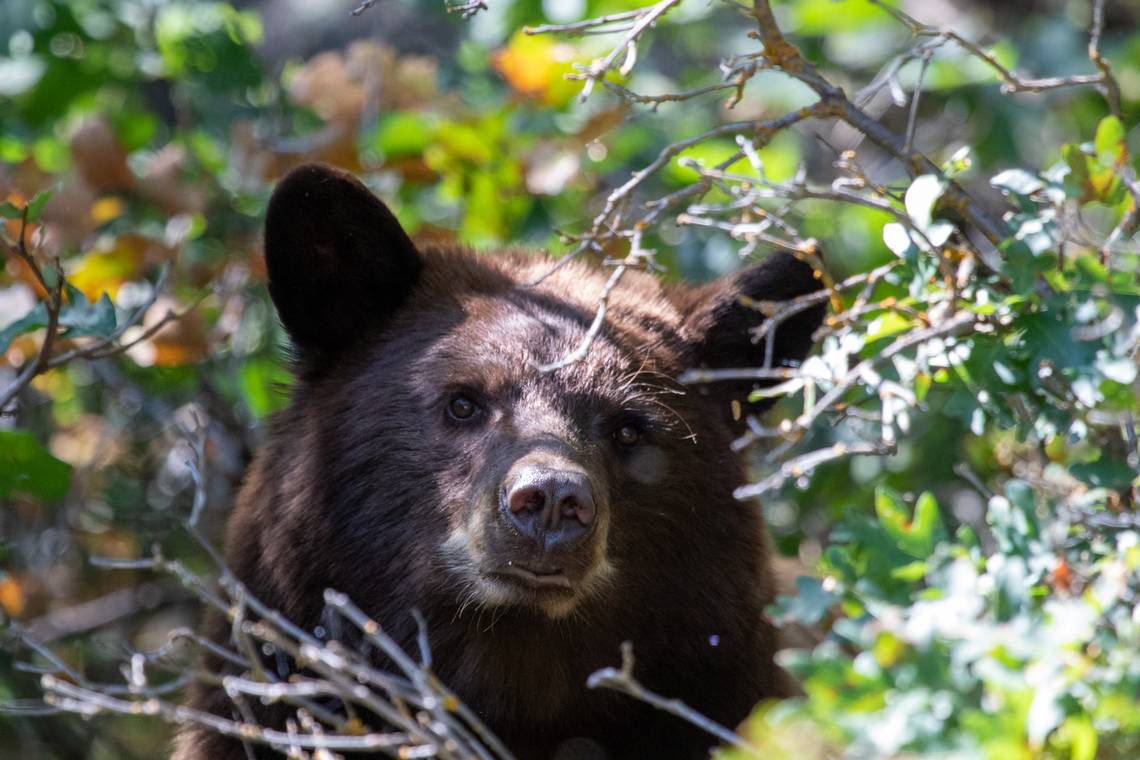 Bear goes wild in SC man’s backyard and it’s all caught on 2 videos. Take a look