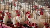 OMS registra en México el primer caso de gripe aviar H5N2 en humanos