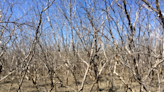 Moon’s ‘wobbles’ mysteriously linked to mass mangrove tree deaths in Australia, study finds