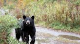 Bear sightings increase in foothills communities as summer draws near