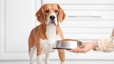 Beagle Starts Preparing for Dinner an Hour Before It’s Time and It’s Too Cute