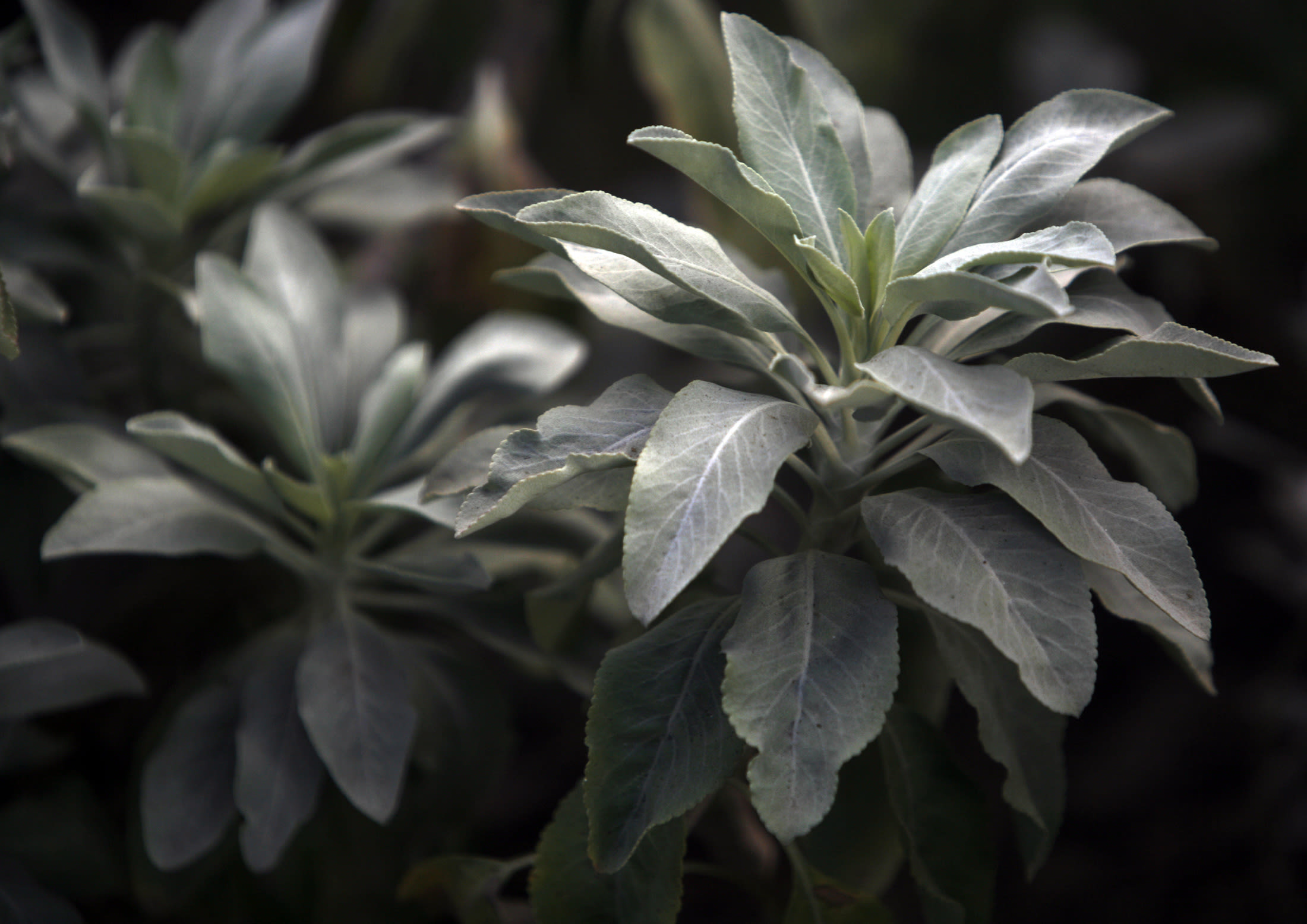 Why do Los Angeles yards have so many fruit trees?