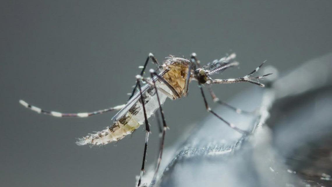 City monitors mosquito traps as summer temperatures heat up