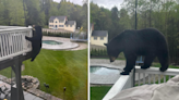 Black bear displays balancing skills in Torrington