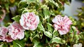 How and When to Prune Rose of Sharon