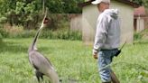 Crane Who Chose Zookeeper As Mate And Shunned Other Birds Dies At 42