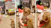 Cavapom puppy and toddler’s sweet ‘jam session’ spreads much-needed joy across TikTok: ‘The most precious thing’