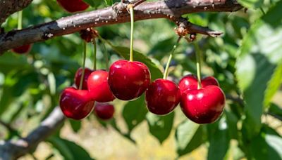 Adiós a las cerezas: las razones por las que deberías cortar su consumo