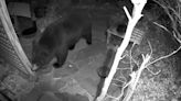 New interactive map reveals all black bear sightings statewide