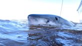 More shark species visit Hilton Head than you may think. Here’s how many & what to know about them