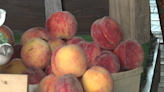 Winter cold snap leads to summer without local peaches in Indiana, Southwest Michigan