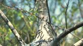 Web of life: Caterpillars in trees usually not a cause for concern