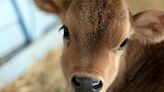 Your family can bottle-feed this adorable mini cow on NJ farm