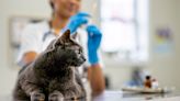 New York Cat Tests Positive for Rabies, Free Clinic To Be Set Up