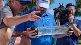 15,000 redfish fingerlings released into Indian River Lagoon system near Cocoa Beach