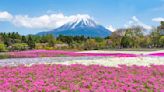 沒有最夢幻、只有更夢幻！滿山遍野形成絕美織毯的日本芝櫻名景