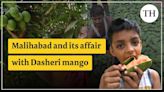 Watch: Malihabad and its affair with Dasheri mango