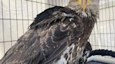 Bald eagle suffering lead poisoning under care in Bend