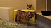 Philadelphia Zoo welcomes two orphaned puma cubs rescued from Washington state