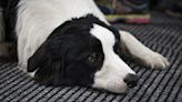 Border Collie Hardcore Ignoring New Puppy Sibling Couldn't Be More Obvious