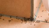 Get rid of ants using common kitchen staple most people already own