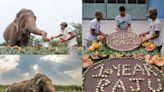 Raju, The Crying Elephant, Celebrates 10 Years Of Liberation, Freedom