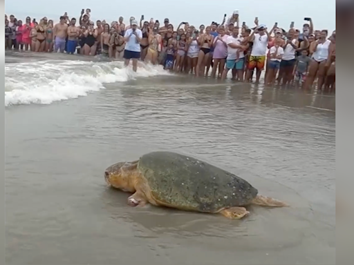 375-pound sea turtle 'Bubba' released into the ocean in Florida