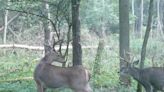 Whitetail bucks are shedding velvet in September, creating different types of buck rubs