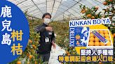 日本水果｜鹿兒島柑桔「KINKAN BO-YA」堅持人手種植 特意調配迎合港人口味