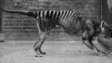 Scientists Are Hell-Bent on Resurrecting the Tasmanian Tiger. Here’s Their Complicated Plan
