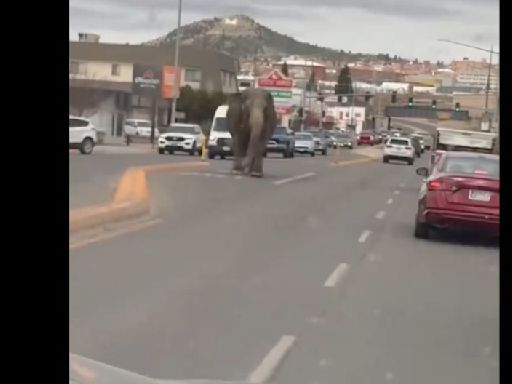 VIDEO: ¿Jumanji? Elefante se escapa de circo en Montana y pasea por las calles | El Universal