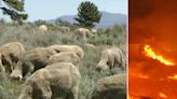Hundreds of hungry sheep sent into Nevada foothills to eat fire-prone grass ahead of wildfire season: report