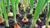 15 Best (and 6 worst) garden buddies for growing onions