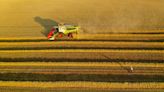 Baja la calificación de la cosecha de trigo francesa en la semana hasta el 30 de mayo