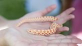 Can condo association ban pet snake? Expert weighs in