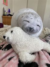 my seal babies bring me immeasurable joy 🥰 : r/seals
