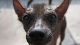 Hoy se celebra el Día del Perro Peruano sin Pelo