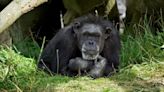 Oldest chimp in human care dies at Dublin Zoo